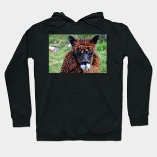 Lama du Pérou Hoodie